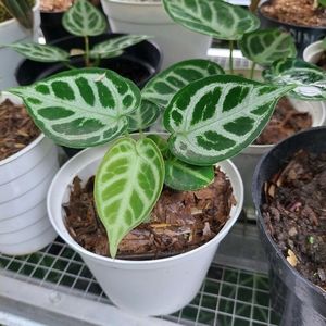 ANTHURIUM DORAYAKI WITH PHYTOSANITARY